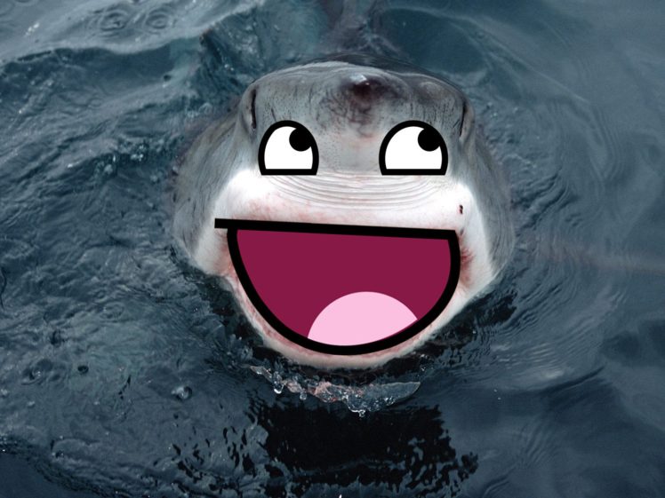 meme, Sharks HD Wallpaper Desktop Background