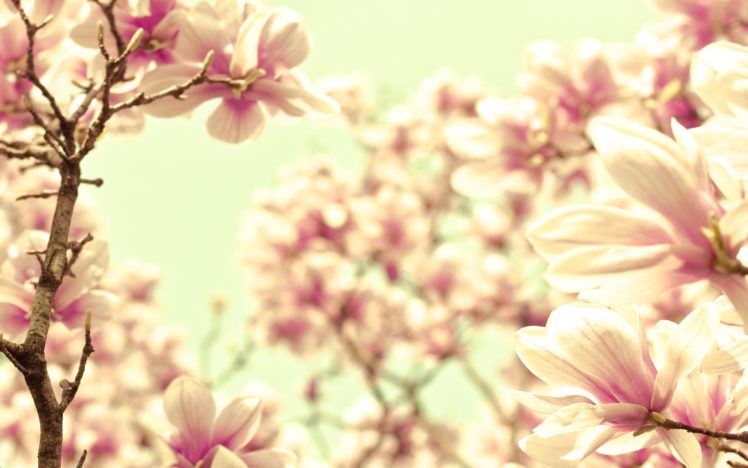 flowers, Depth, Of, Field HD Wallpaper Desktop Background