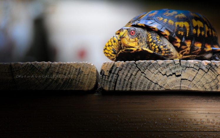 turtles, Reptiles HD Wallpaper Desktop Background