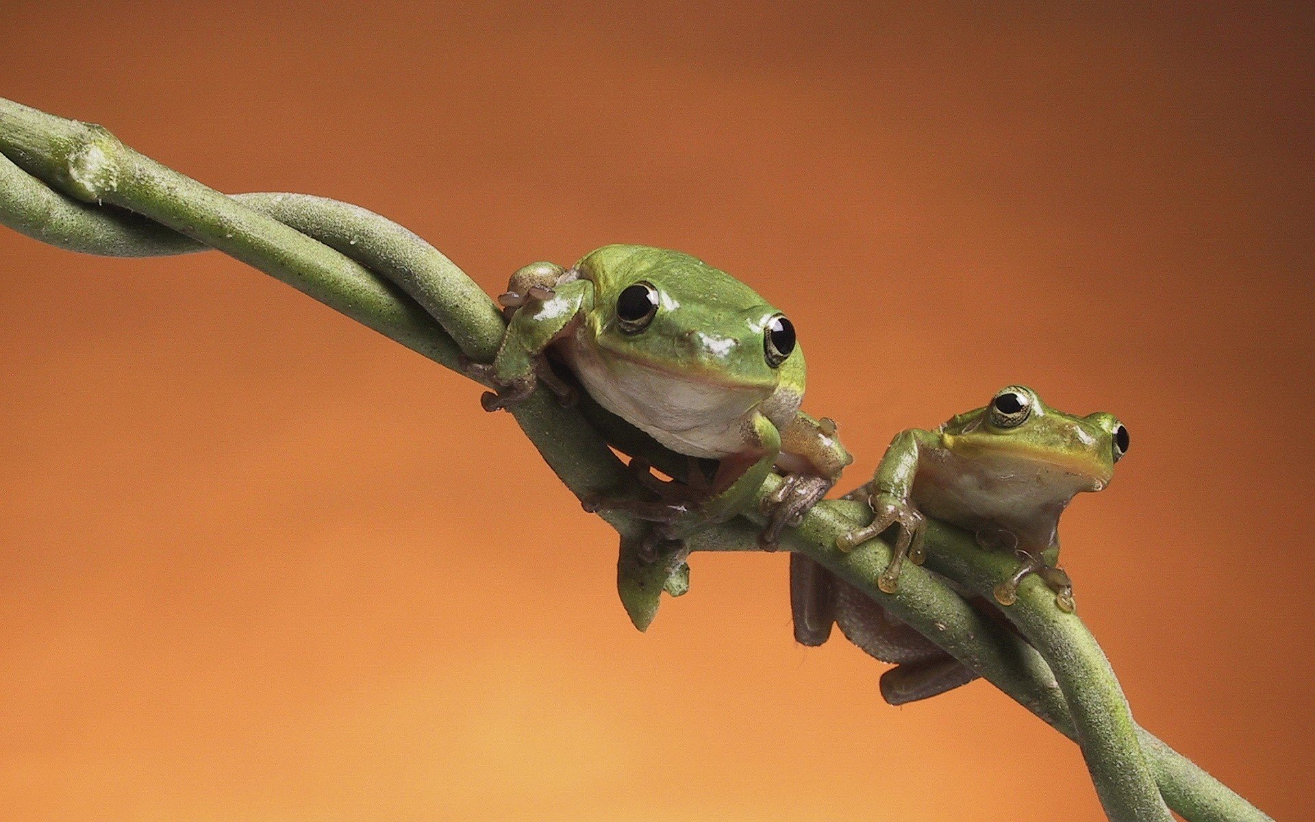 frogs, Amphibians Wallpaper