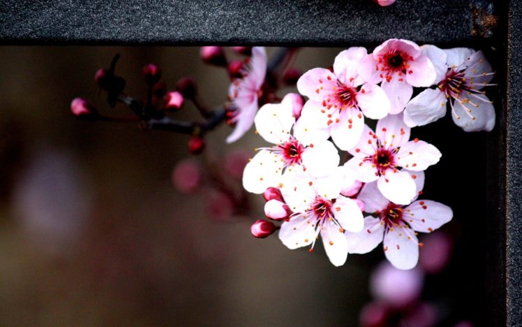 nature, Flowers, Bokeh, Railing, Pink, Flowers HD Wallpaper Desktop Background