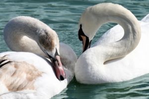 water, Birds, Swans