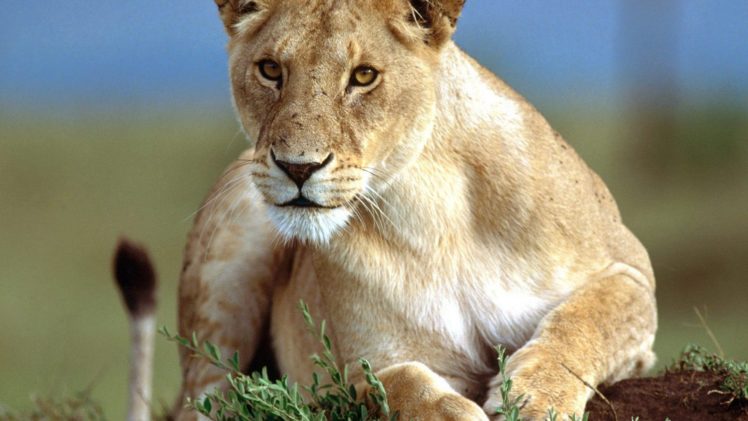 nature, Animals, Stare, Wildlife, Lions HD Wallpaper Desktop Background