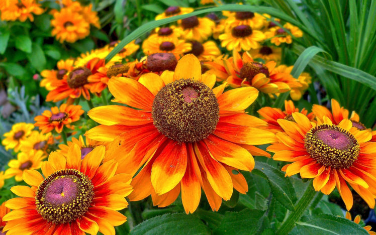 nature, Flowers, Colors HD Wallpaper Desktop Background