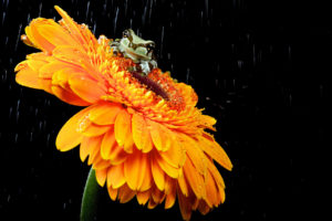 animals, Frogs, Flowers, Colors, Contrast, Water drops, Waterdrop