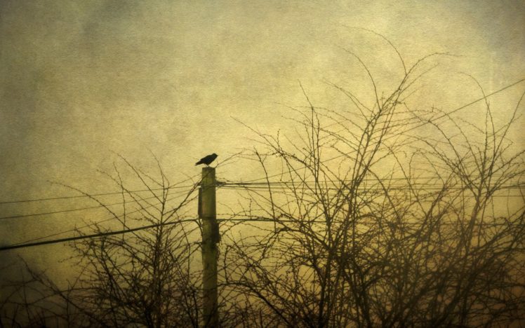 trees, Birds, Monochrome, Apocalyptic HD Wallpaper Desktop Background