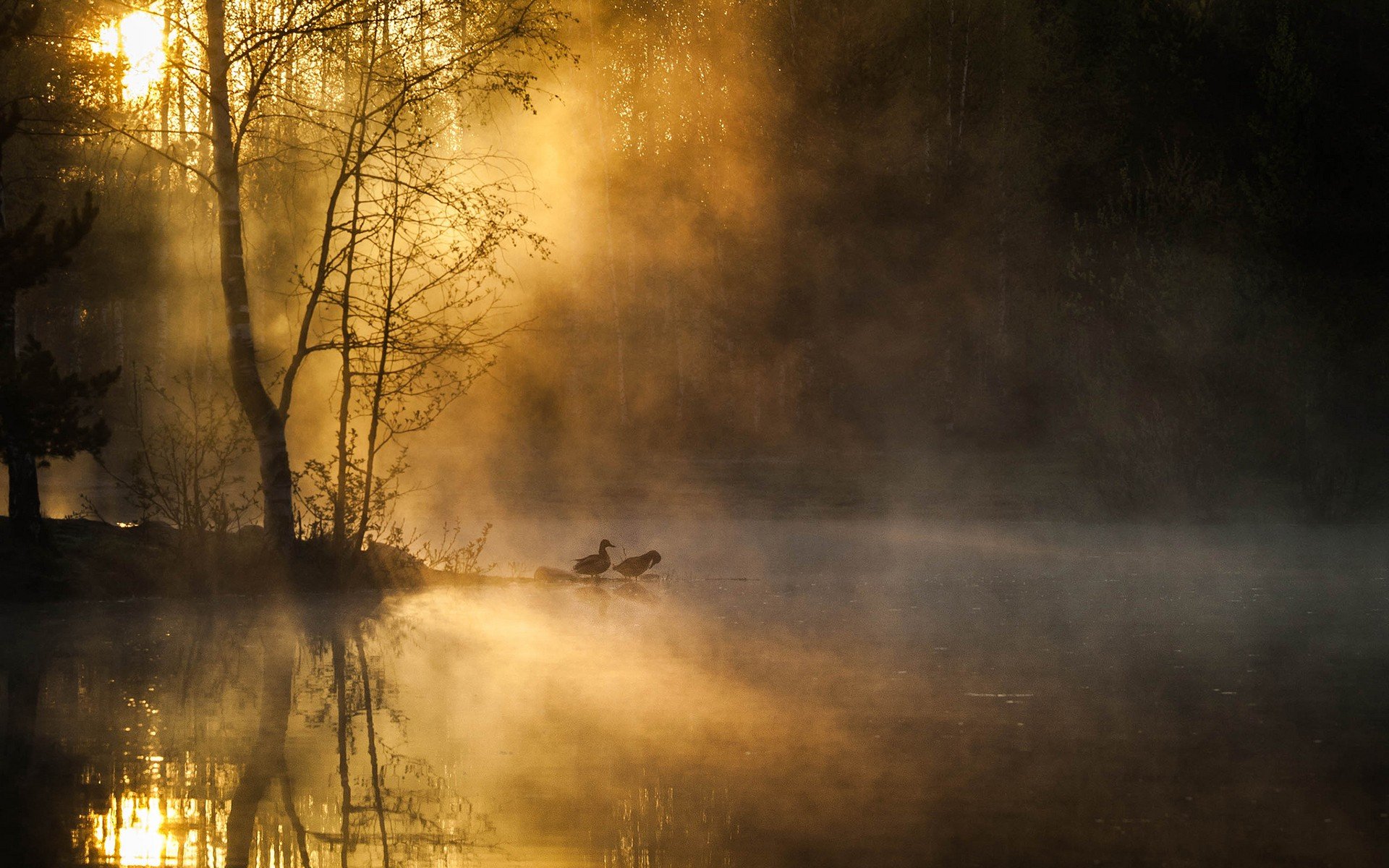 ducks, Mist Wallpaper