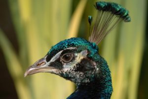 birds, Peacocks