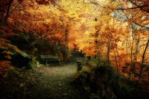 landscapes, Nature, Trees, Autumn, Leaves, Bench