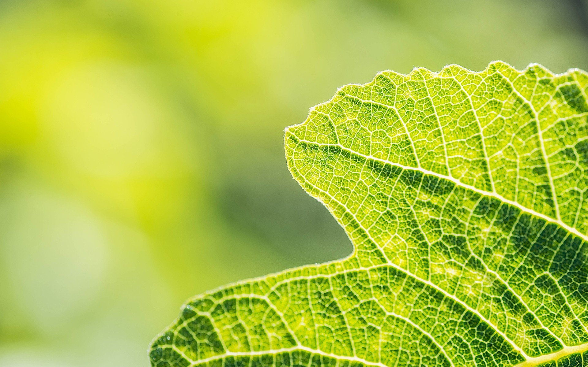 nature, Leaf, Garden, Wild, Drop, Macro, Green, Hd, Wallpaper Wallpaper