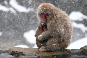 animals, Monkey, Nature, Winter, Cute, Mother, Snow, Snowflake, Snowing
