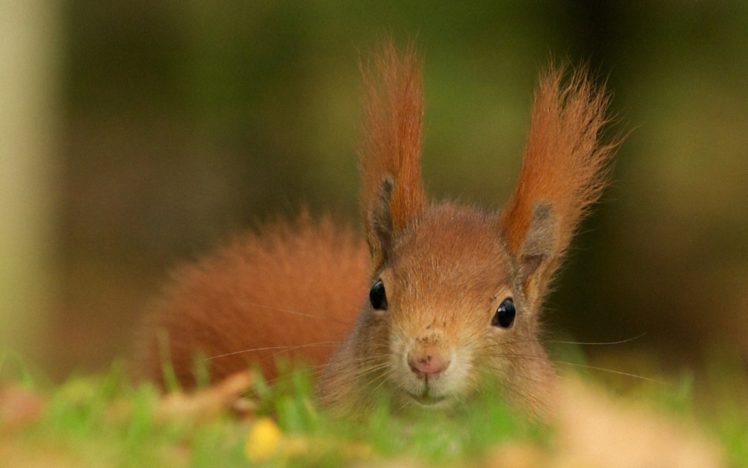 animals, Wildlife, Squirrels HD Wallpaper Desktop Background