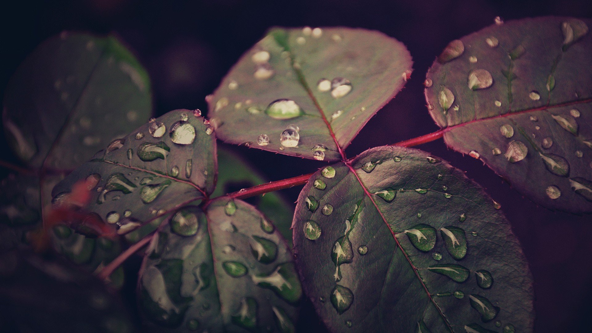 nature, Leaves, Water, Drops, Macro Wallpapers HD / Desktop and Mobile ...