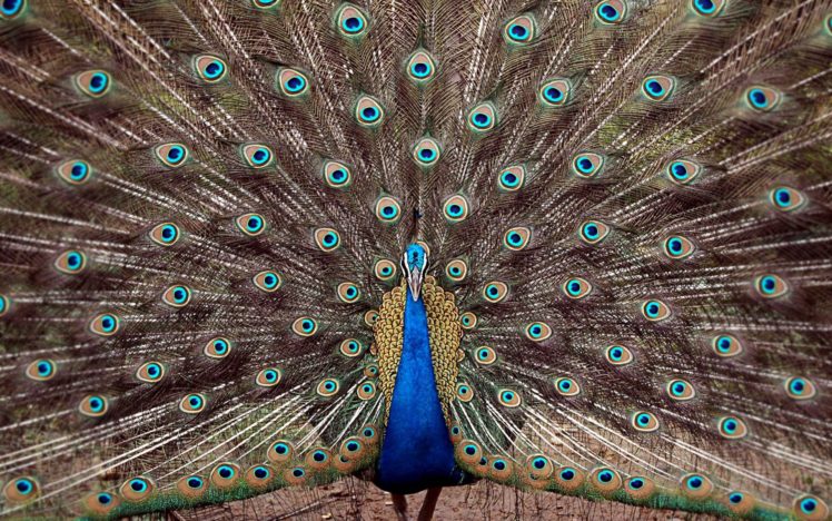 peacocks HD Wallpaper Desktop Background