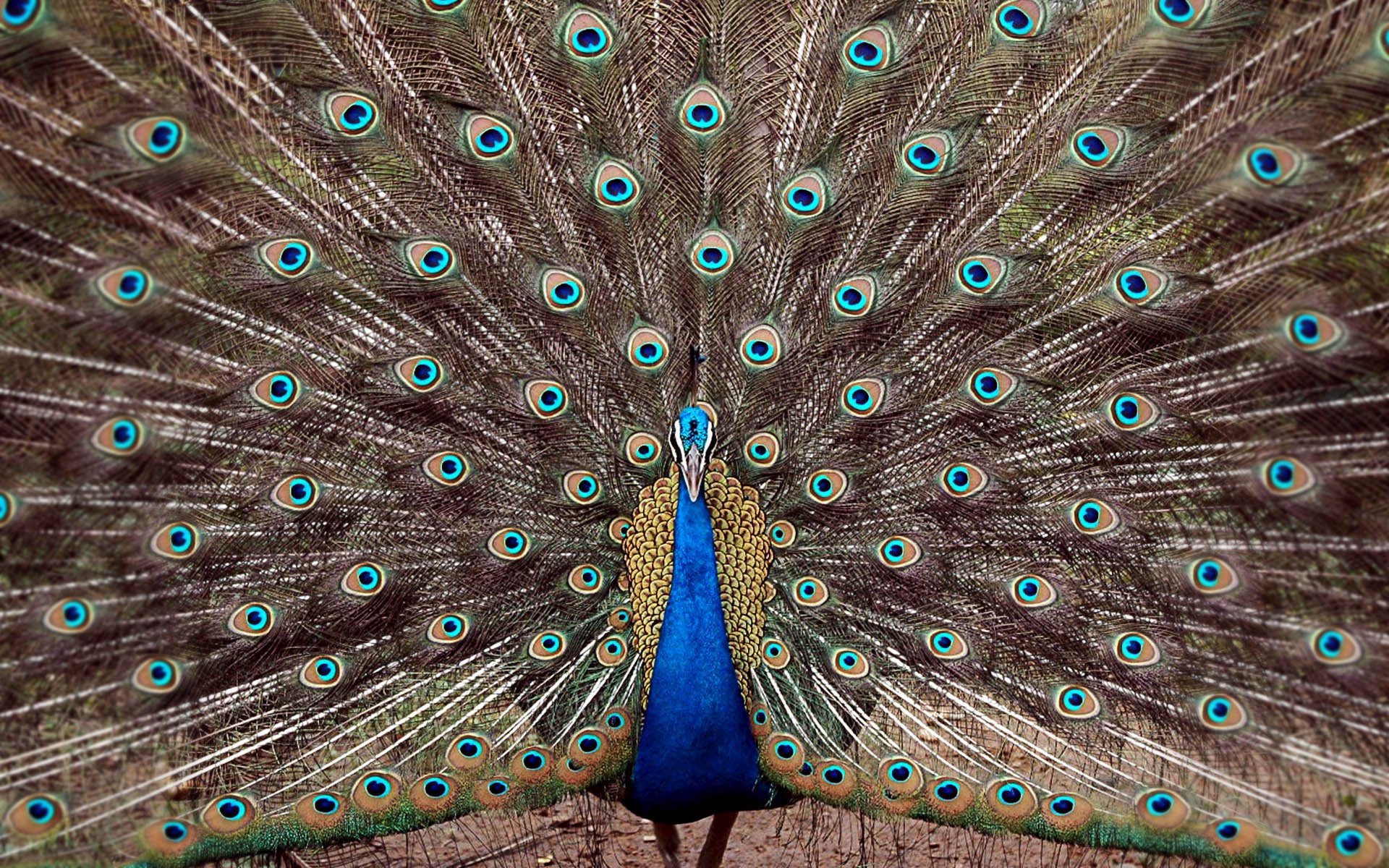 peacocks Wallpaper