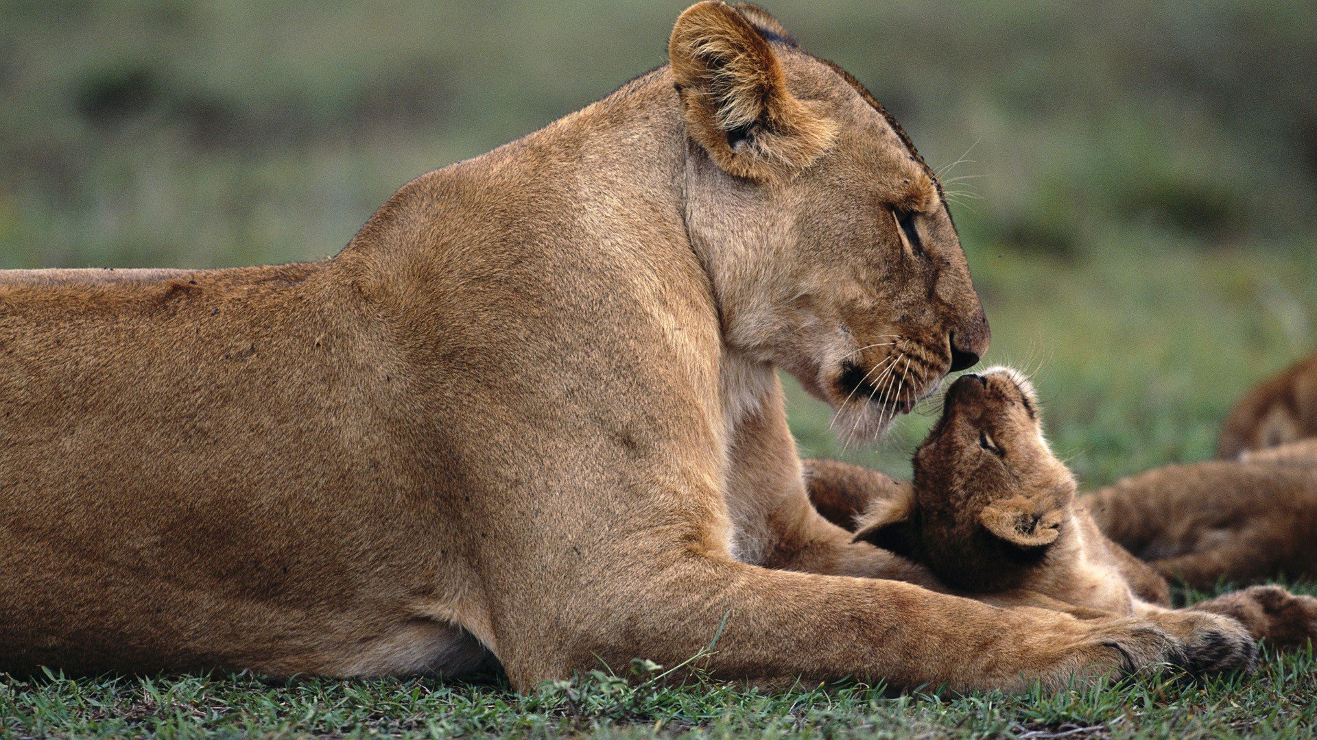 nature, Animals, Lions, Baby, Animals Wallpaper