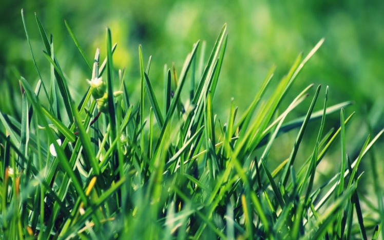 green, Grass, Fields, Summer, Plants HD Wallpaper Desktop Background