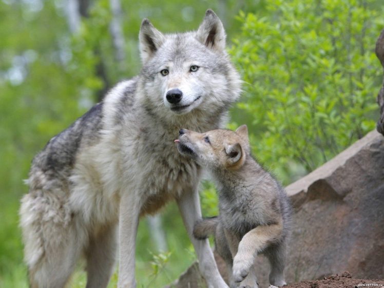 animals, Baby, Animals, Wolves HD Wallpaper Desktop Background