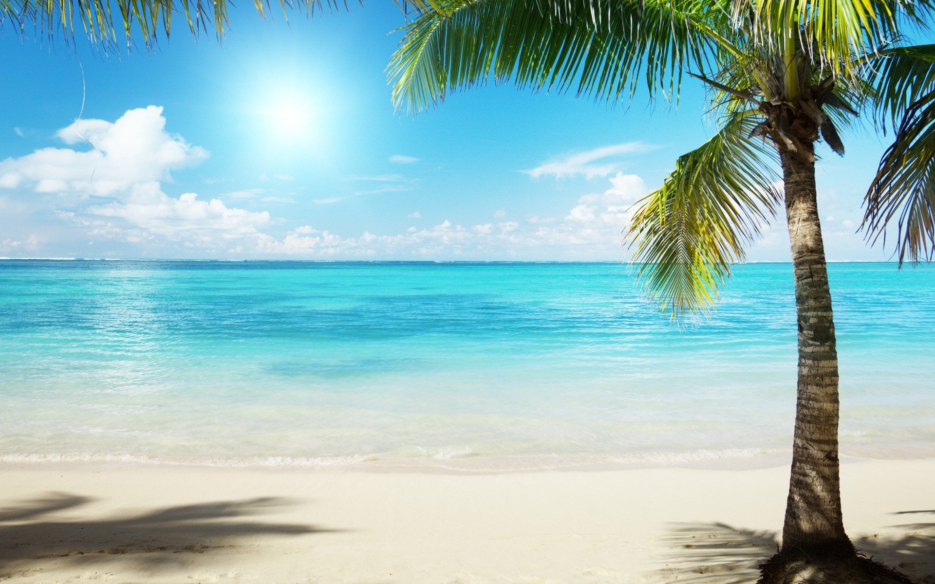 nature, Palm, Trees, Sea, Beaches Wallpaper