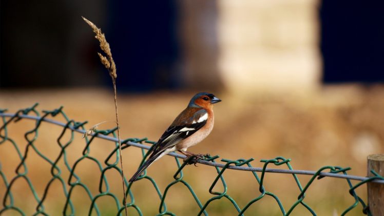 nature, Fences, Birds, Summer, Ttic24, Fringilla, Chaffinch HD Wallpaper Desktop Background