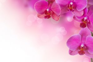 abstract, Flowers, Soft, Pink