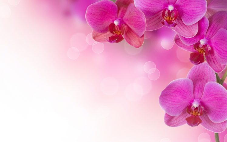 abstract, Flowers, Soft, Pink HD Wallpaper Desktop Background