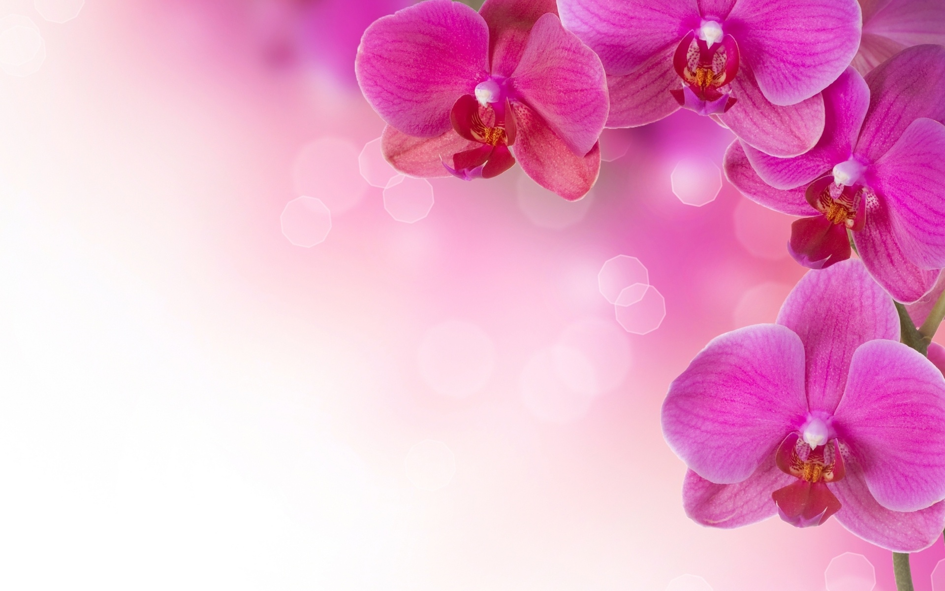 abstract, Flowers, Soft, Pink Wallpaper