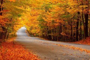 landscapes, Nature, Trees, Forest, Leaves, Autumn, Fall, Seasons, Roads, Colors