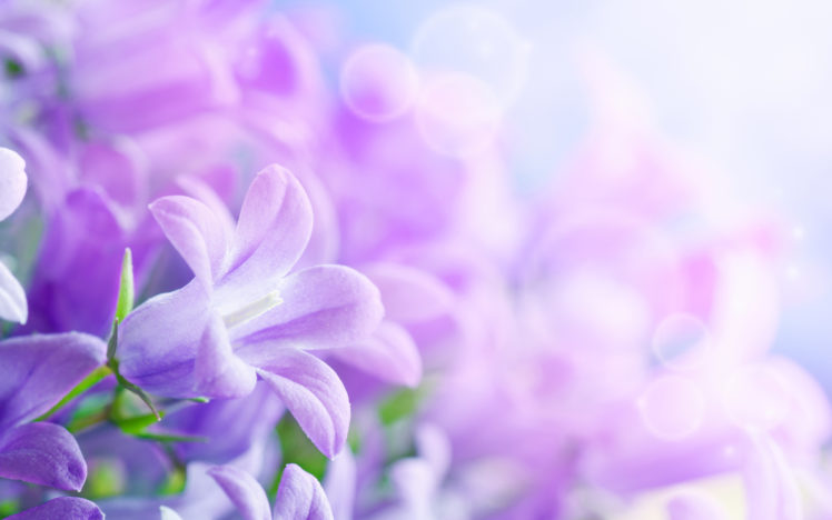 nature, Flowers, Vector HD Wallpaper Desktop Background