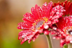 nature, Flowers, Drops, Red, Macro, Close, Close up
