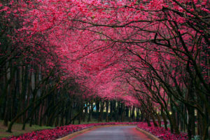 landscapes, Nature, Trees, Blossoms, Flowers, Roads, Petals, Forest, Pink