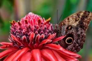 animals, Insects, Nature, Butterflies, Wings, Flowers, Red, Closeup close up
