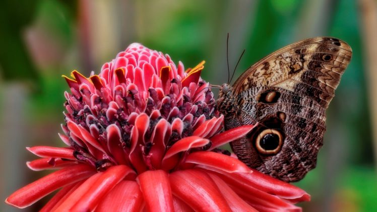 animals, Insects, Nature, Butterflies, Wings, Flowers, Red, Closeup close up HD Wallpaper Desktop Background