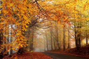trees, Autumn, Leaves, Roads, Fallen, Leaves