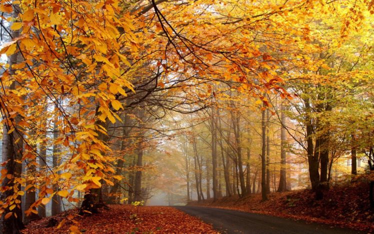 trees, Autumn, Leaves, Roads, Fallen, Leaves HD Wallpaper Desktop Background
