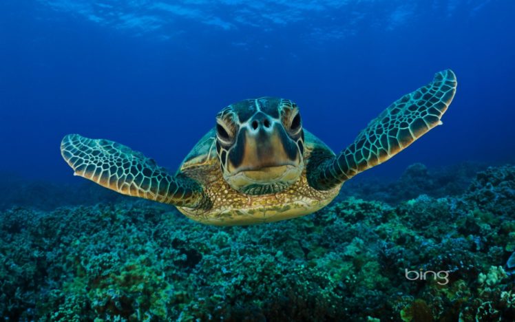 turtles, Sea, Turtles HD Wallpaper Desktop Background