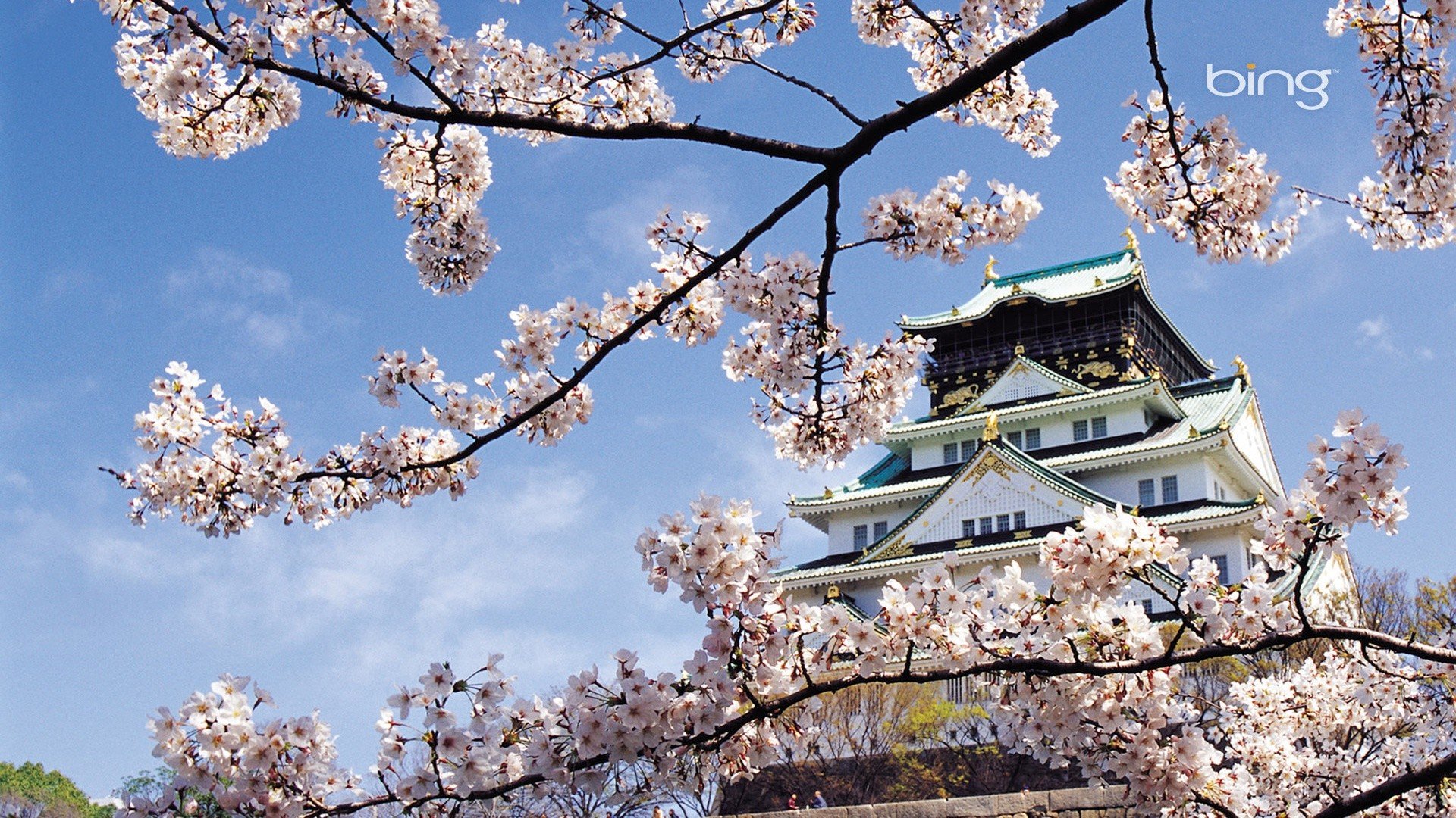 landscapes, Nature, Cherry, Blossoms, Oriental, Spring, Flowers, Temple Wallpaper