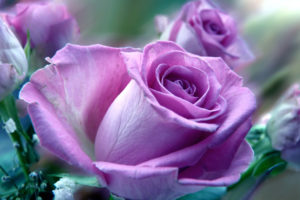 roses, Purple, Soft, Close, Macro, Close up