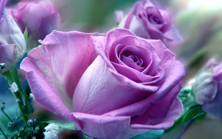 roses, Purple, Soft, Close, Macro, Close up HD Wallpaper Desktop Background