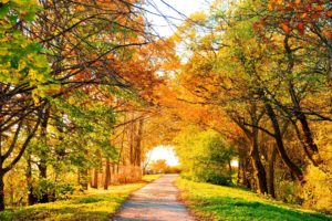 landscapes, Roads, Sunlight, Autumn, Fall, Colors, Seasons