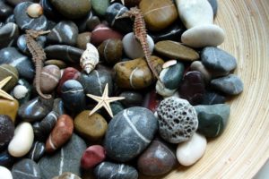 stones, Shells, Starfish, Seahorses, Macro, Decor