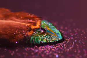 feathers, Colors, Artistic, Bokeh