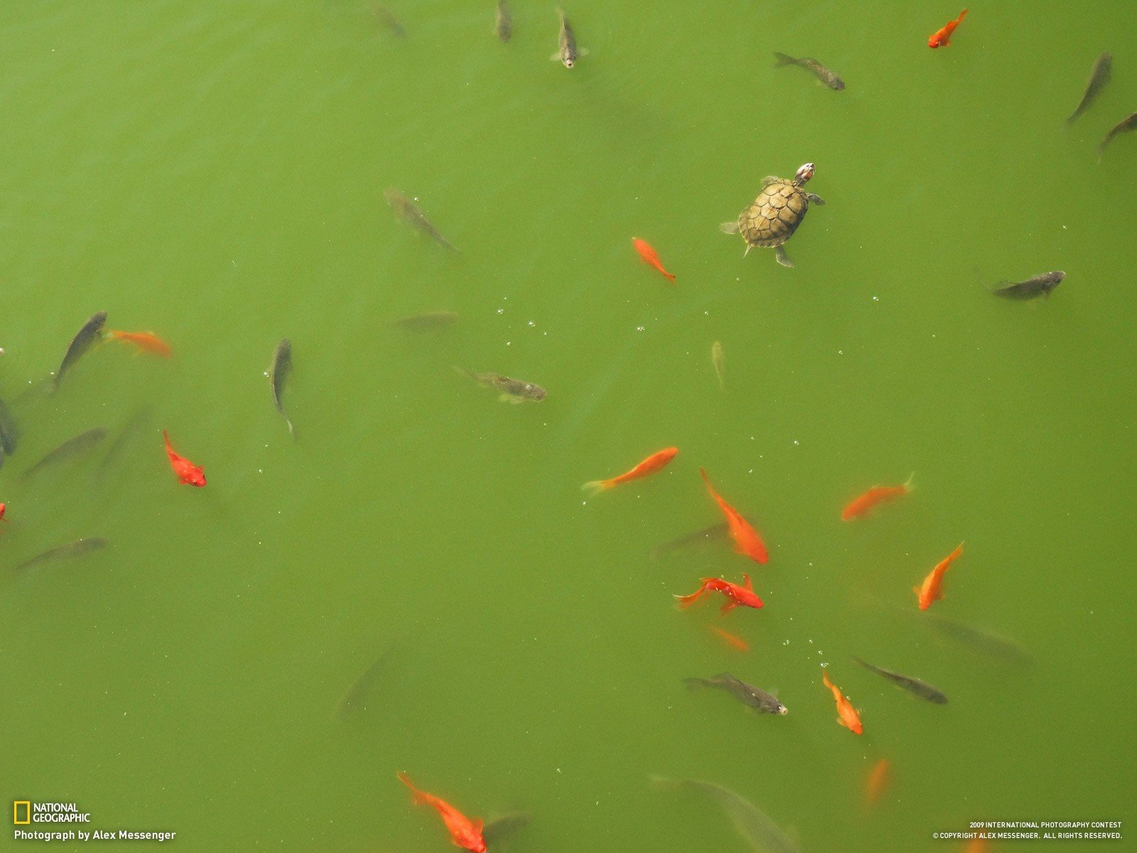 ocean, Fish, Turtles, National, Geographic Wallpaper