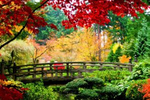 water, Nature, Trees, Autumn, Multicolor, Flowers, China, Leaves, Bridges, Plants, Rivers, Branches