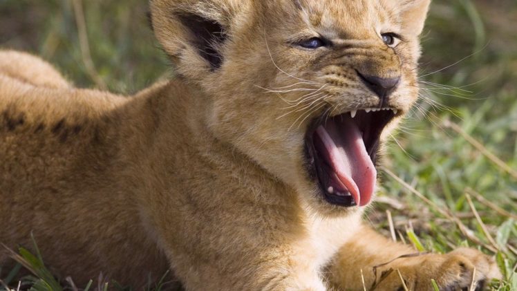 animals, Lions, Baby, Animals HD Wallpaper Desktop Background