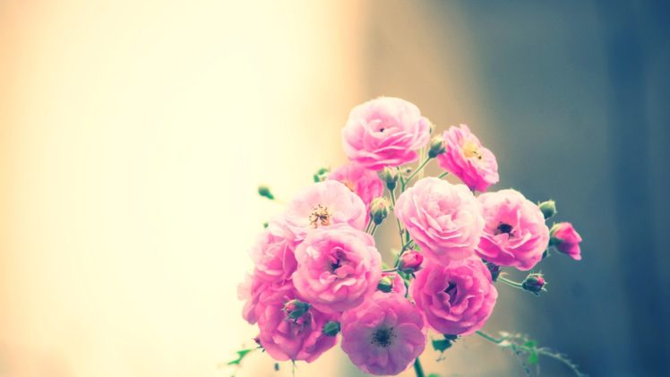nature, Flowers, Soft, Still, Life, Still life, Pink, Photography HD Wallpaper Desktop Background