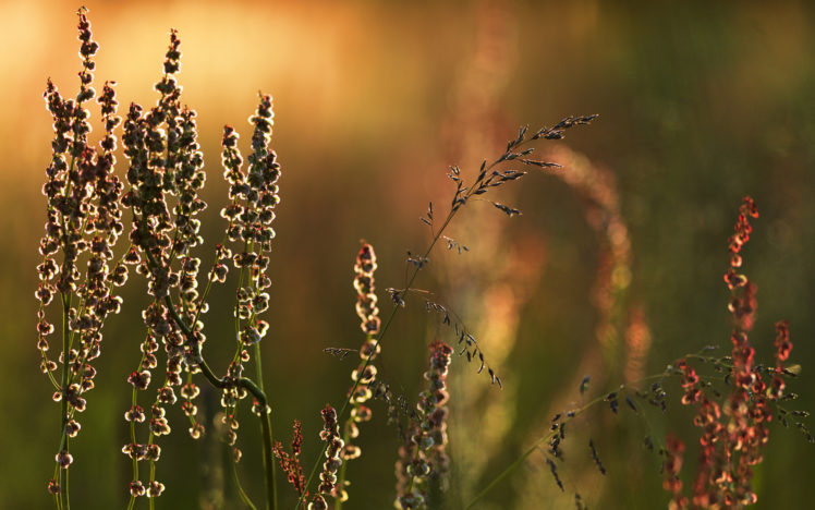 macro, Close, Up, Close up, Grass, Nature, Plant HD Wallpaper Desktop Background
