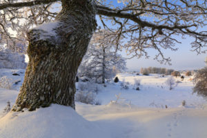nature, Landscapes, Winter, Seasons, Snow, Trees, Cold, Frozen