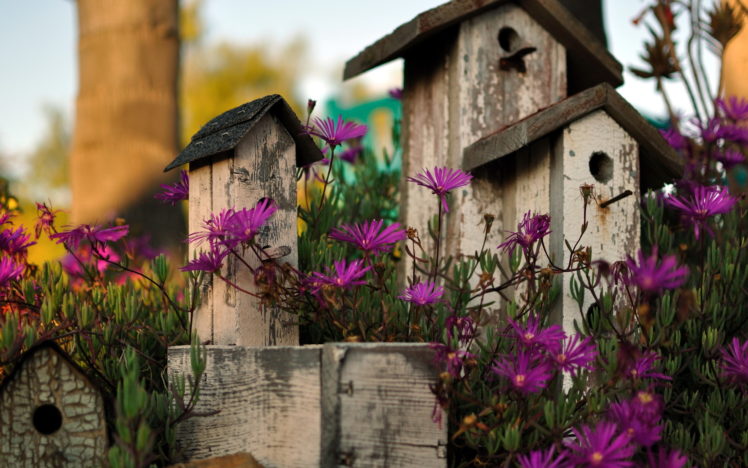 nature, Flowers, Garden, Birds, Houses, Architecture, Still, Life, Still life, Wood, Photography, Bokeh, Purple, Plants, Petals, Leaves HD Wallpaper Desktop Background