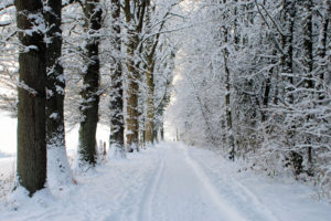landscapes, Nature, Trees, Roads, Winter, Snow, Seasons